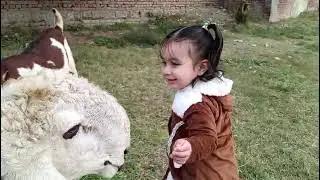 Hoorain Plays with ADORABLE goats 🐐