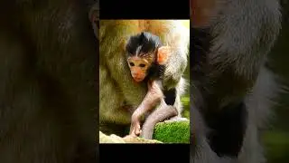 Newborn In Amber #monkey