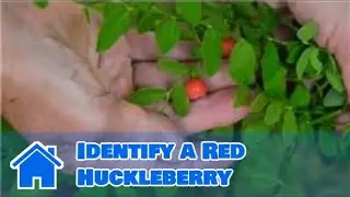 Maintaining & Pruning Shrubs : How to Identify a Red Huckleberry
