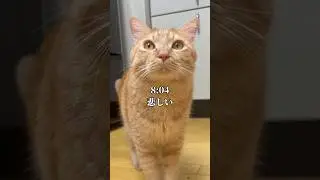 世界一可愛いと言われた猫の悲しい1日 #cat #子ネコ #保護猫