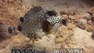 7/2/2005 Smooth Trunkfish or Boxfish Video.