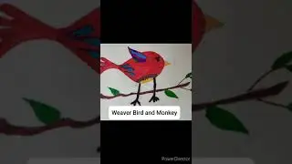Story Narration 'The Weaver Bird and The Monkey' by Arnim