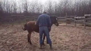 Horse Training and Riding (Natural Horseman)