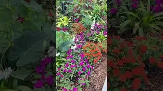 Tropical Gardenscape:#garden #gardenscapes #gardendesign #gardeningideas #design #flowers #tropical