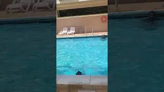 summer madness#carefull# swimming pool fun😅 @Sanju-Iniyan-Family
