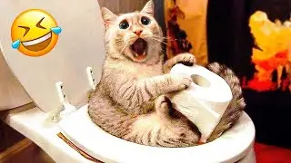 😺 Funny & Cute Animal Videos Compilaton Of The 2025 🤣