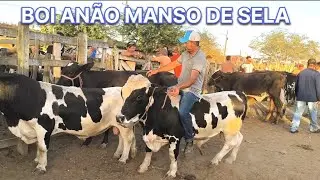 FEIRA DE GADO EM CACHOEIRINHA PE DIA 22/0126