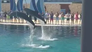 Great performance by the Dolphins. T&uuml;rkiye.