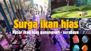 “Saya Kaget! Pasar Ikan Hias Gunungsari Surabaya Selengkap Ini 😱” 🐠🐟🫧 #wisata #vlog #jalanjalan 