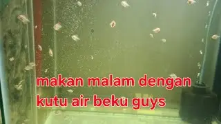 Pemberian pakan untuk burayak discus menggunakan kutu air beku