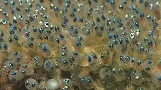 Parrot Fish Has Laid Eggs And The Eggs Hatched | care of eggs #trending video