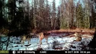 Moultrie XV7000i or XA7000i Game Cam: WOLVES in Alaska