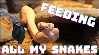 Albino Rattlesnake Stalks & Strikes Prey!! Feeding All My Snakes & Tegu | Herpin Hippie