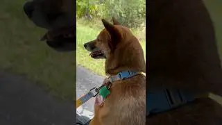 Dog in Golf Cart 🐕😜#shorts #trending #subscribe #youtuber