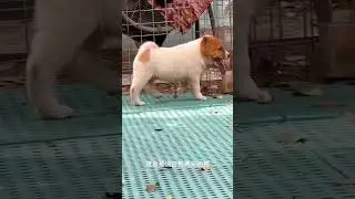 Rich Dog #Chinese Rural Dog Style#dog #shortvideo #puppy #cute #funny