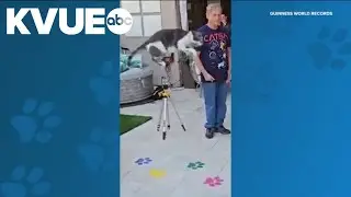 Texas cat beats world record for longest jump by a feline