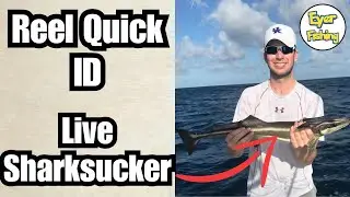How to Identify Live Sharksucker (Echeneis naucrates) | Saltwater Fish ID