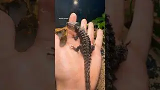 The red eyed crocodile skinks probably the closest thing to a dragon 😍😍🔥