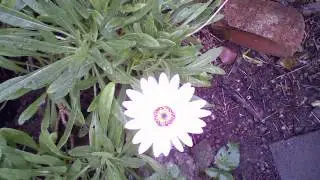 Time Lapse Video of a Cape Daisy Flower