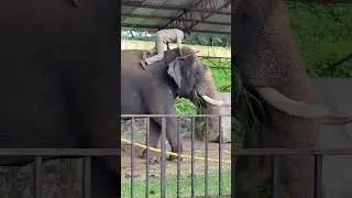 Captain Abhimanyu #dasaraelephants #mysore #mysoredasara2025 #elephant #kumkielephants