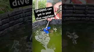 Yup, spiders can crawl inside your scuba regulator 🤿😅🕷️💦 #scubadiving #spider #funnyshorts