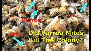 Honeybee Colony Collapse VARROA?