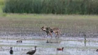 Coyote in the Yolo Bypass Wildlife Refuge
