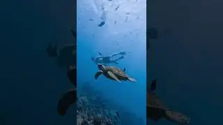Best Oahu Snorkel Tour ✨ Semi-Private Boat Tour to Swim with Sea Turtles in Waikiki #oahuhawaii