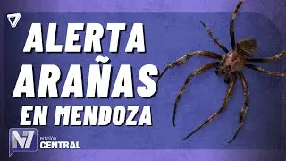 Precauciones ante el aumento de picaduras de ara&ntilde;as en Mendoza