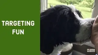 Teach Your Dog to Target by Rewarded Behavior Continues