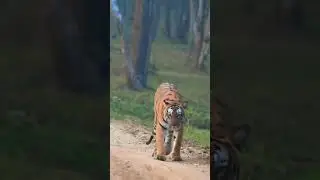 #kabini #tiger #animals #wildlife #temple female #wildlife #tremding #shortsviral #shortsvideo