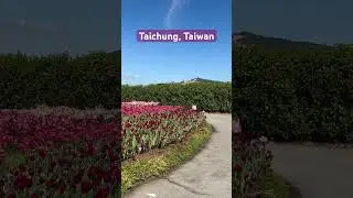 Chung-She Flower Garden in Taichung, Taiwan #trending #travel #viral #fypシ #family #taiwan #flower
