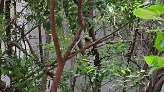 Rufous Treepie #dendrocitta vagabunda #bird #birdspecies #birdlovers #birdssinging #birdschirping