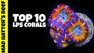 Top 10 LPS Corals