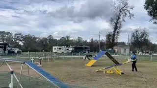 Royal AKC Agility Ocala January 2026