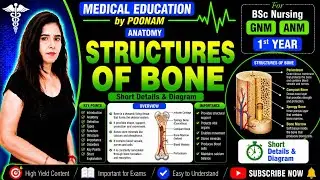 Structures of Bone with diagram easy explanation in Hindi 🦴