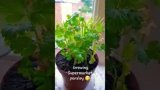 Growing Supermarket Parsley 💃🏾  #shorts #shortvideo #plants