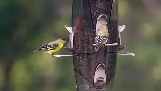 More Birds&reg; Abundance Bird Feeder