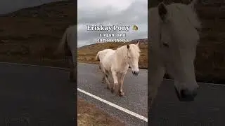 What's YOUR Scottish spirit animal!? 😍💙