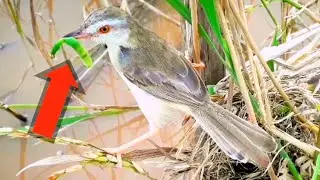 ​​​​​​​​​​​​​​Sardinian - warbler, bird Feeding its young in the nest​​ ​​[baby nest review]