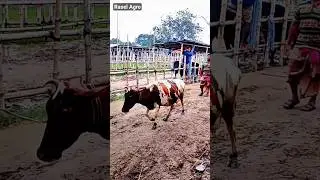 Cattle fair at the market. Guru tiktok goru amba hamba vastu cow #viral #animals #shorts #fyp #yo...