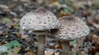 How to make Vegan Wild Mushroom Schnitzel I Macrolepiota procera #shorts