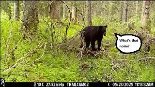 ALRF Bear Aware - The importance of making noise In the forest