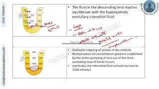 Concentrated Urine Formation And Related Disorders