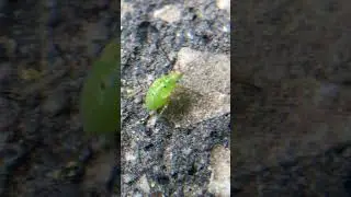 Tarnished plant bug nymph standing on the rocks