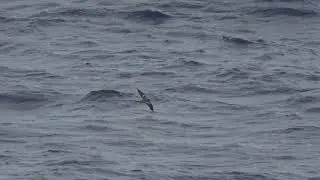 Leach's Storm-petrel (Chapman's) [Bird # 2] - 2024.03.29 - Nicaragua