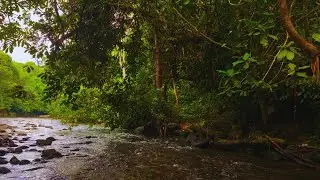 Healing Forest Night: Gentle River Flow & Birds Singing, Calming Ambience for Stress Relief