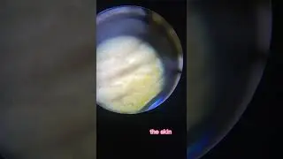 Biology: Using of microscope 2