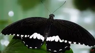 Бабочка Парусник полит (Papilio polytes)