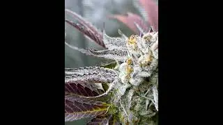 Ghost OG x RFF7 bred by Ohms Genetics